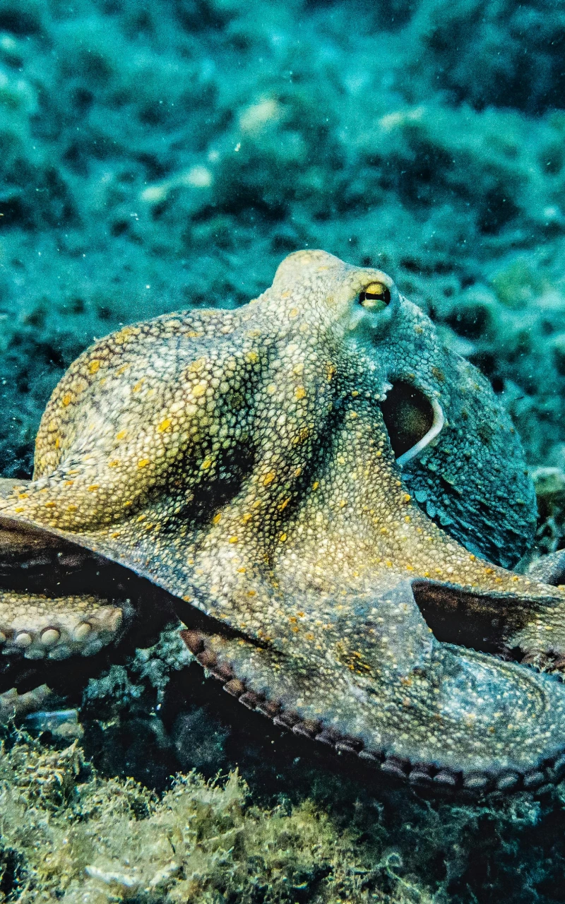 How AI Is Transforming Paid Media